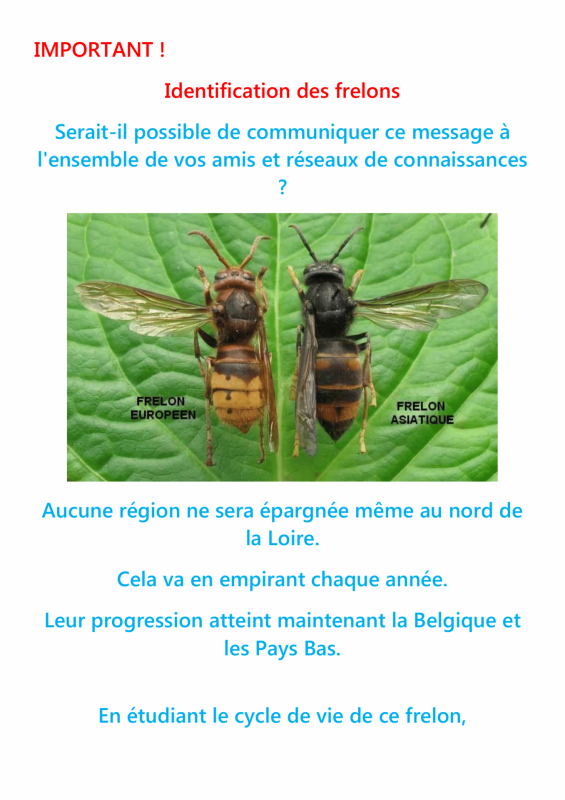 Le frelon asiatique 1