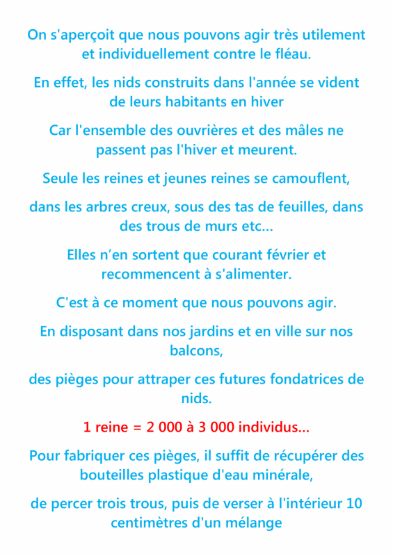 Le frelon asiatique 2