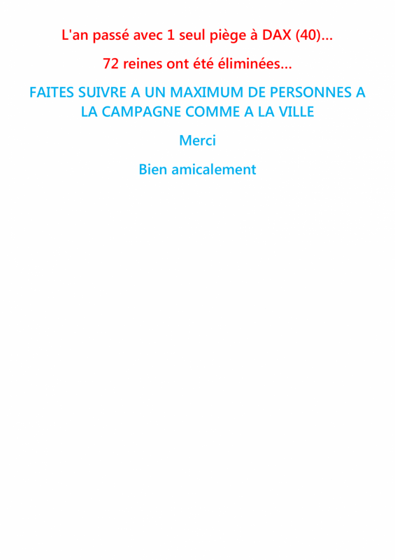 Le frelon asiatique 4